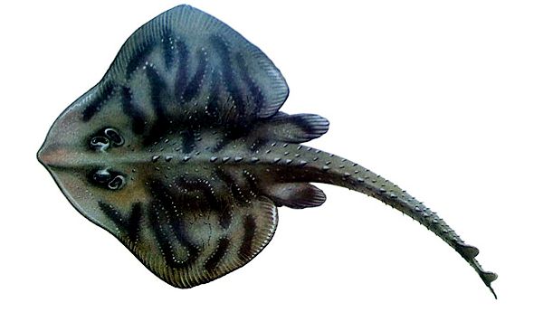 Raja undulata07